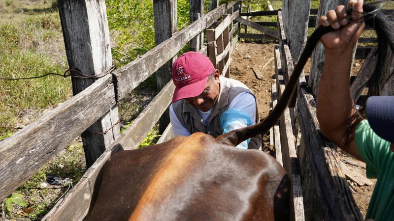 Yucatán avanza en repoblamiento ganadero con inseminación artificial