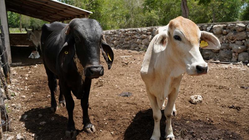 Programa Renacimiento Ganadero fortalece la producción pecuaria en Yucatán