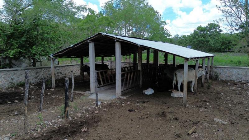 Programa Renacimiento Ganadero fortalece la producción pecuaria en Yucatán