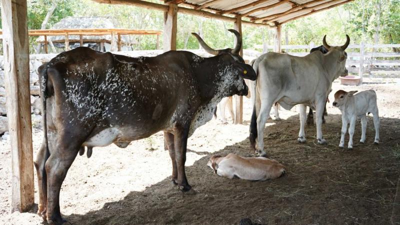 Programa Renacimiento Ganadero fortalece la producción pecuaria en Yucatán