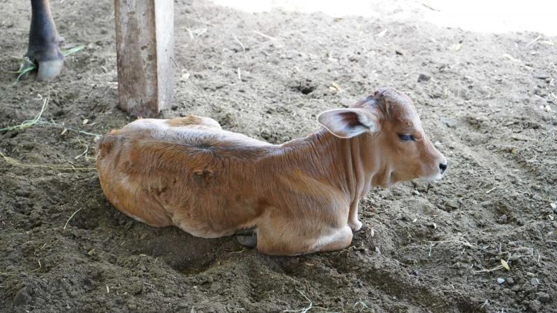 Programa Renacimiento Ganadero fortalece la producción pecuaria en Yucatán