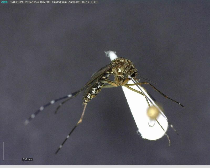 Llaman a identificar al mosquito transmisor y eliminar criaderos para prevenir dengue, zika y chikungunya