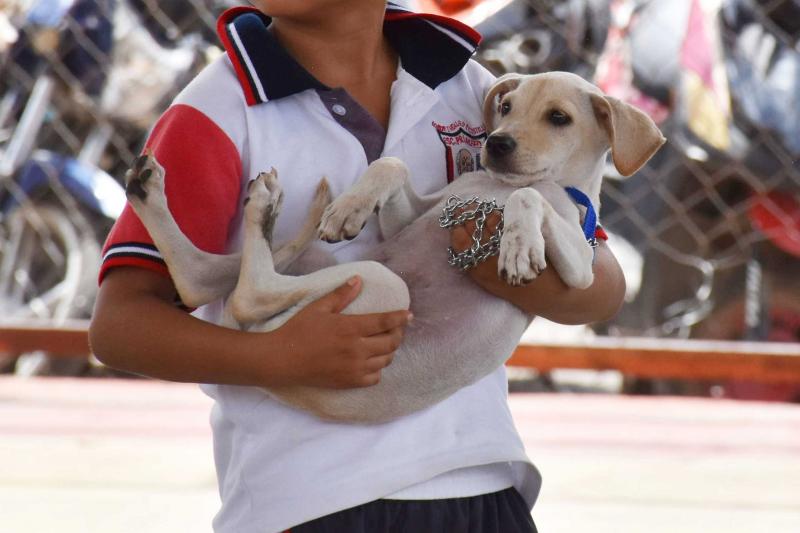 Yucatán mantiene cinco años sin rabia en perros y gatos; SSY llama a la tenencia responsable