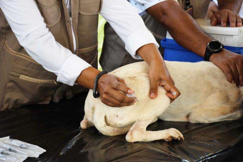 Yucatán mantiene cinco años sin rabia en perros y gatos; SSY llama a la tenencia responsable