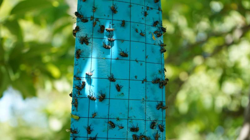 Opera segunda fase del plan contra el gusano barrenador en Yucatán