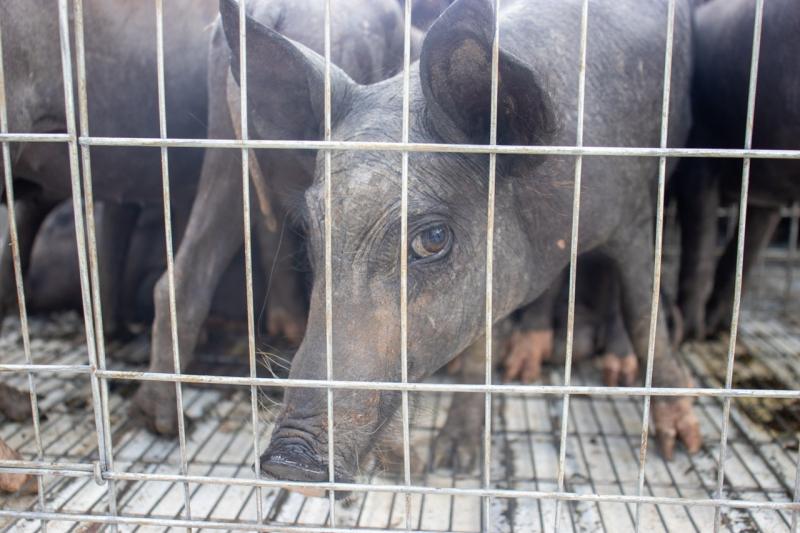 DIF Yucatán promueve seguridad alimentaria en comisarías de Yaxcabá