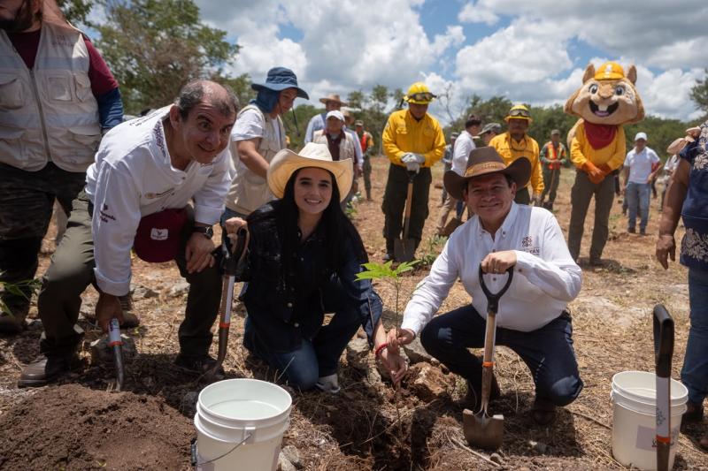 Reforesta Renacimiento Maya 292 hectáreas con más de 64 mil plantas