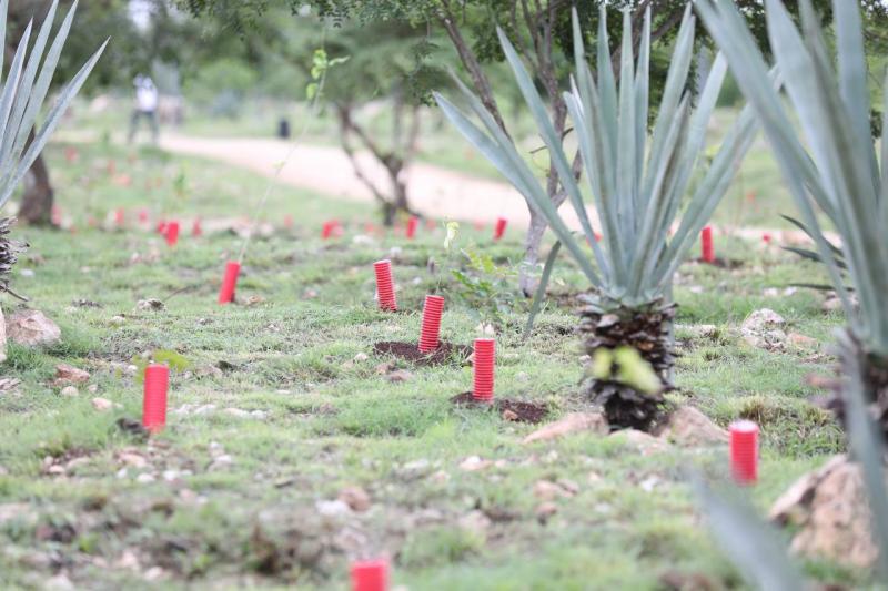 Gobierno del Estado y Ayuntamiento de Mérida superan meta establecida de arborización al plantar 216,603 árboles dentro de la Declaración por Mérida 2050