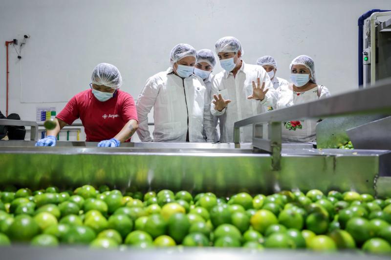 Yucatán reafirma su liderazgo nacional en la producción de limón persa