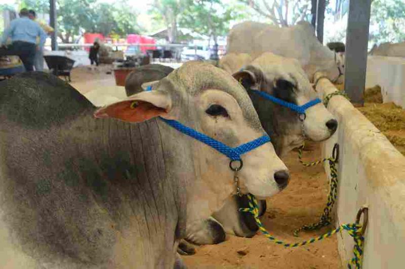 Yucatán refuerza acciones contra el gusano barrenador