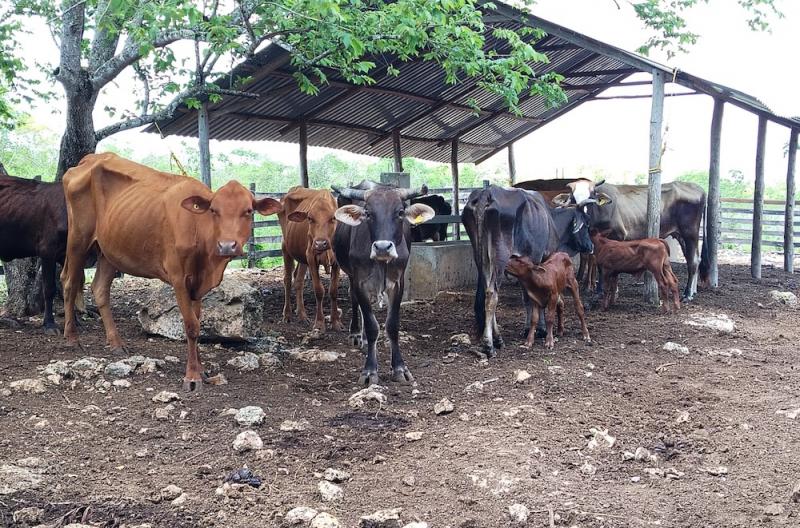 Refuerzan monitoreo ante nuevos casos de gusano barrenador