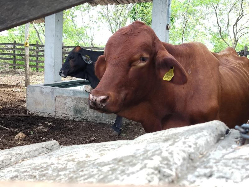 Atienden 20 nuevos casos de gusano barrenador en Yucatán