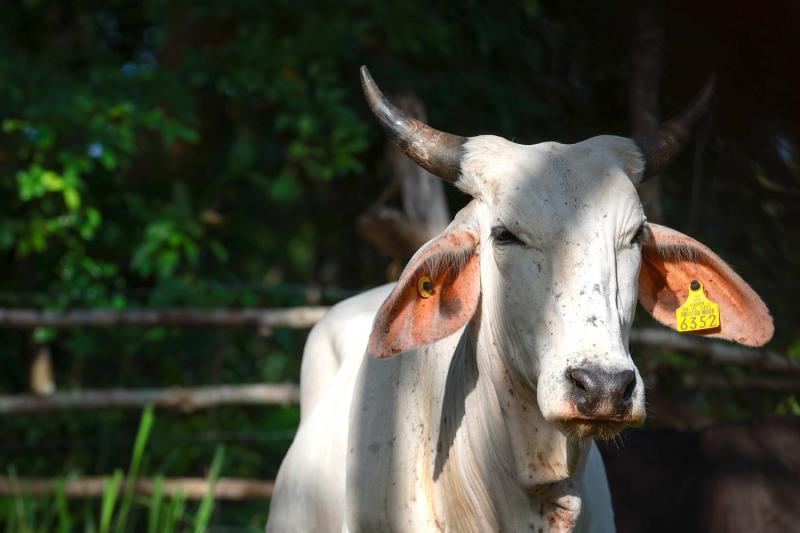 Seder y Senasica refuerzan vigilancia sanitaria en Yucatán