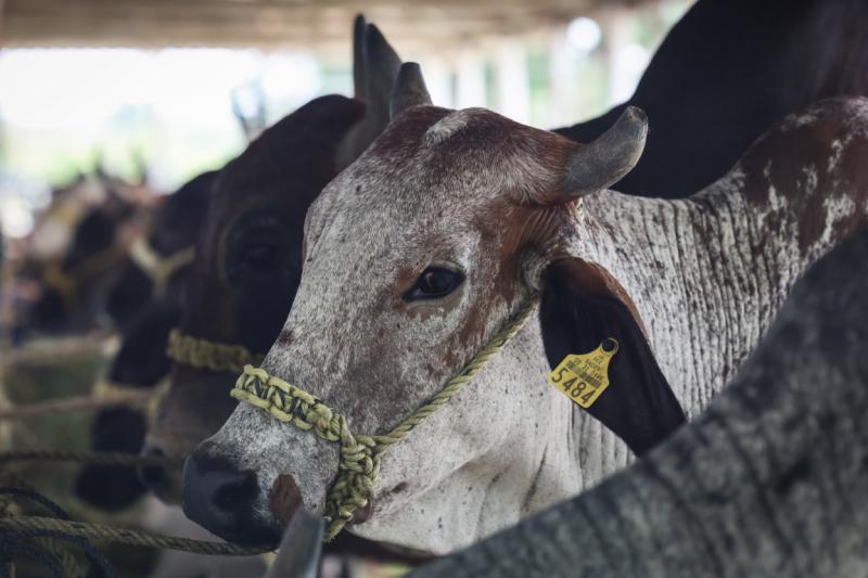 Yucatán avanza en control del gusano barrenador