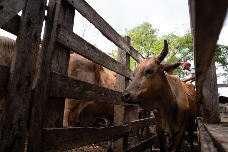Yucatán avanza en control del gusano barrenador