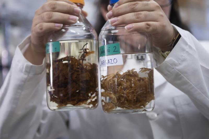 Yucatán será sede del Foro de Innovación Tecnológica Aplicada al Sargazo