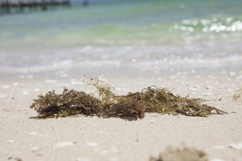 Yucatán será sede del Foro de Innovación Tecnológica Aplicada al Sargazo