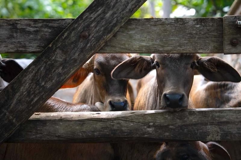 Garantizan atención efectiva ante casos de gusano barrenador en Yucatán