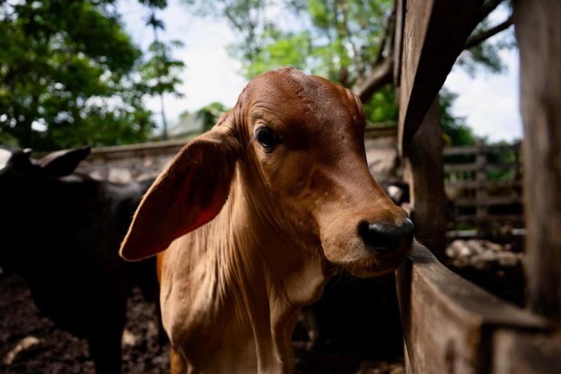 Acciones permanentes en Yucatán contra el gusano barrenador