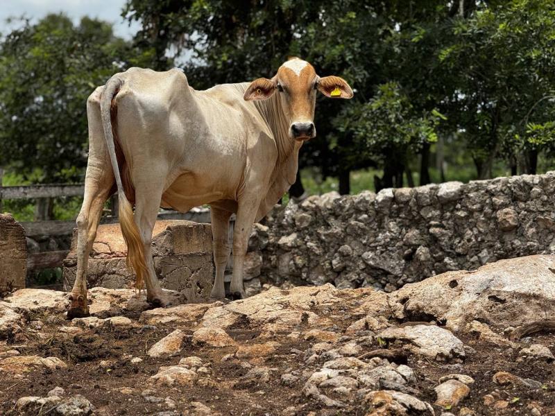 Gobierno del Estado y ganaderos,­ unidos contra el gusano barrenador