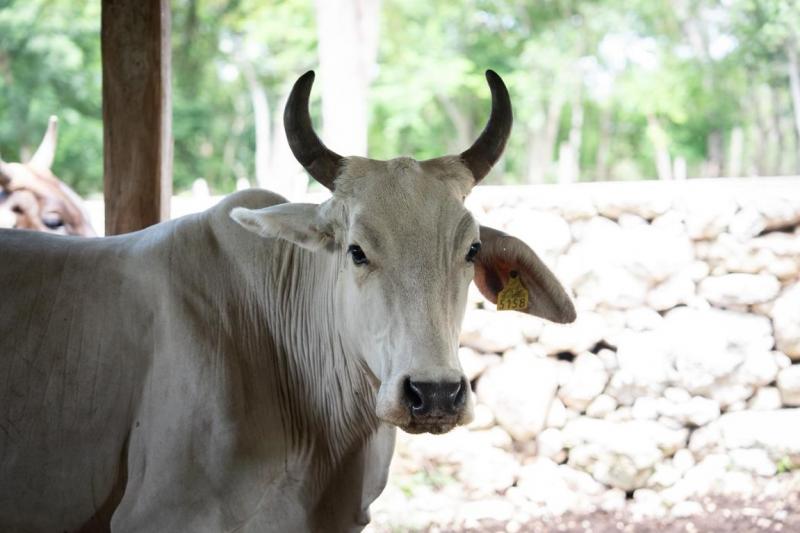 Atención gratuita para proteger el hato ganadero en Yucatán