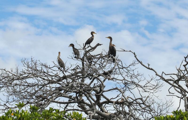 Turismo sustentable en Celestún fortalece lazos con agencias de viajes