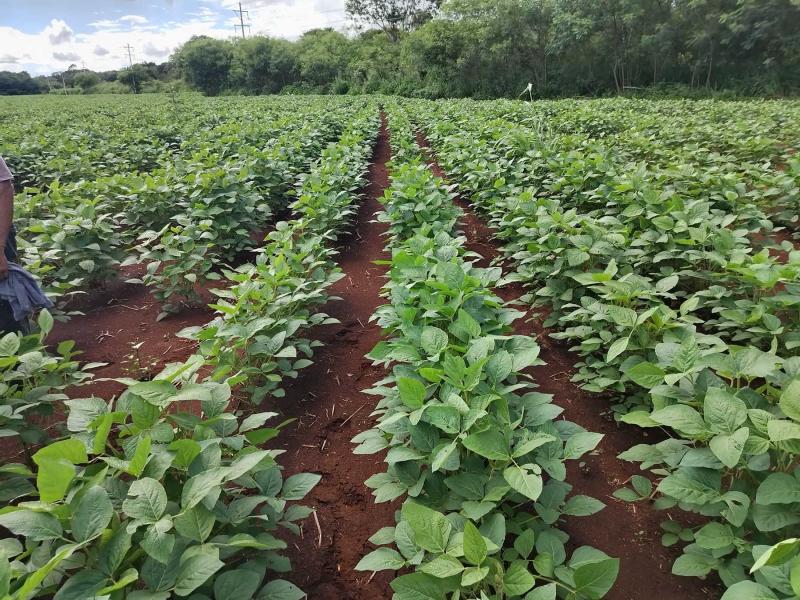Se consolida la producción de soya huasteca en Tekax