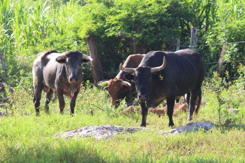 Siguen acciones conjuntas para contener al gusano barrenador en Yucatán