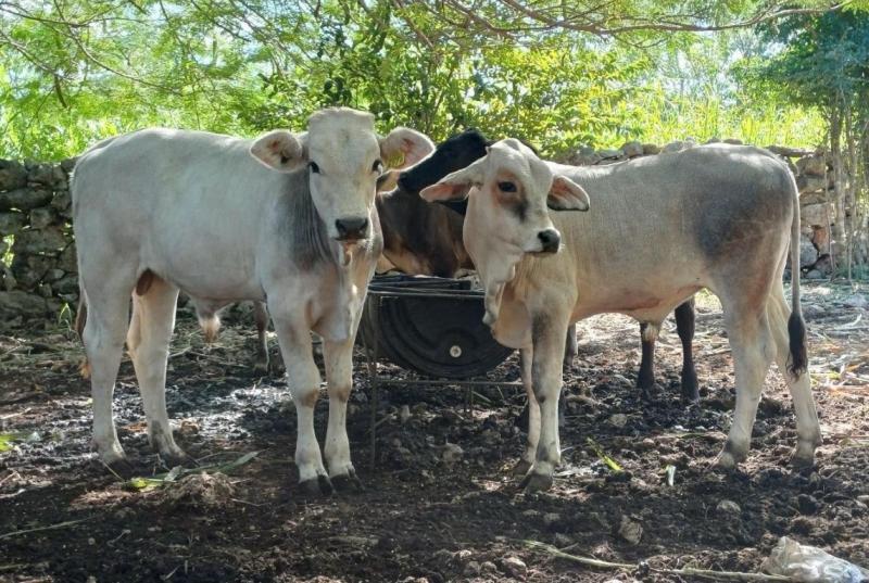 En Yucatán refuerzan acciones de control del gusano barrenador