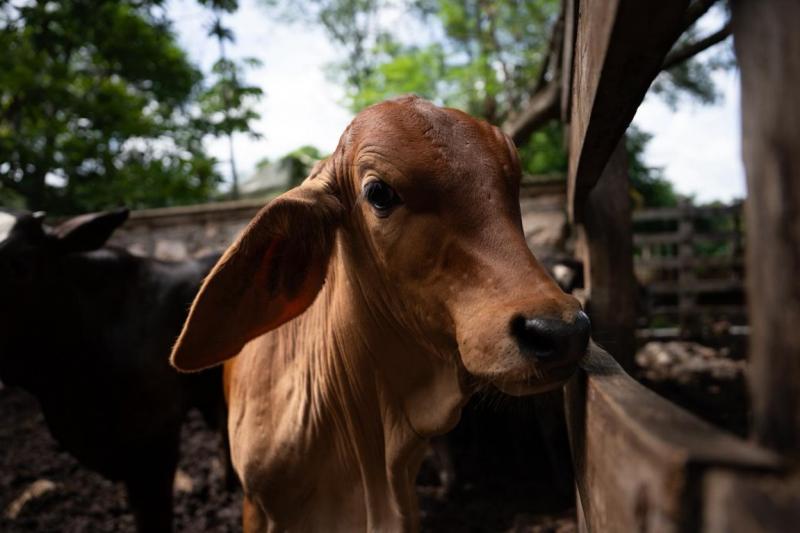 Trabajo conjunto protege la sanidad ganadera en Yucatán