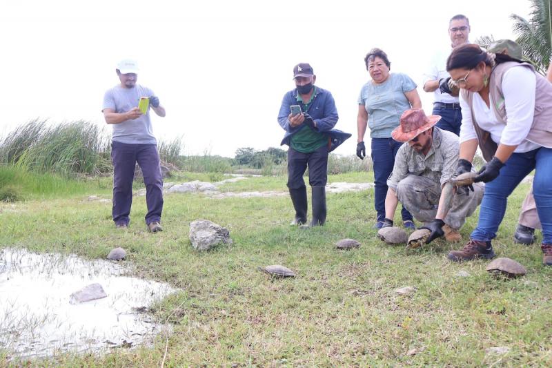 Impulsan conservación activa de vida silvestre con translocación de 90 tortugas